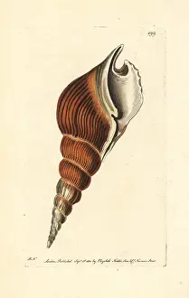 Tibia: Spindle tibia shell, Tibia fusus