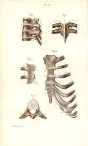 Corbie: Spine, ribs and sternum