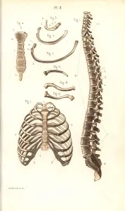 Corbie: Spine, ribs, vertebrae and sternum