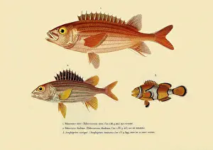 Smallest: Three Spined Fish
