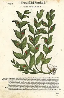 Mattioli: Spineless butcher's broom, Ruscus hypoglossum
