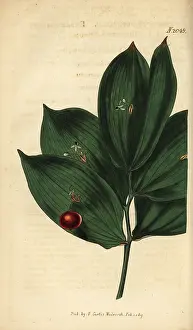 Ruscus: Spineless butcher's broom, Ruscus hypophyllum