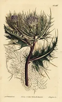 Feathery: Spiniest thistle, Cirsium spinosissimum