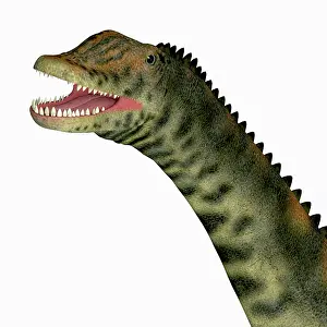 Osteoderm: Spinophorosaurus dinosaur head