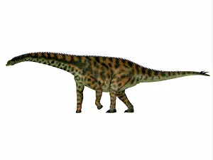 Titanosaur: Spinophorosaurus dinosaur, side profile