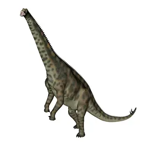 Nigerensis: Spinophorosaurus dinosaur standing up