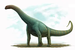 Titanosaur: Spinophorosaurus nigerensis, side view