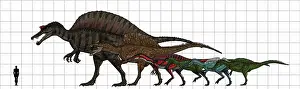 Variation: Spinosauridae size chart