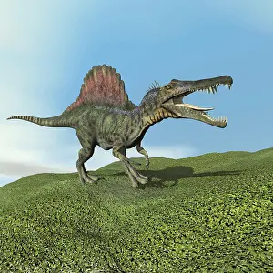 Spinosaurus: Spinosaurus dinosaur