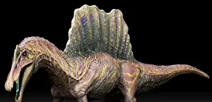 Backbone: Spinosaurus dinosaur on black background