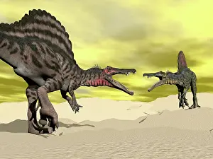 Palaeontology: Two Spinosaurus dinosaur fighting in the desert