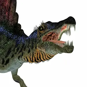 Menacing: Spinosaurus dinosaur roaring