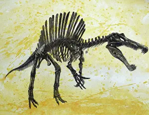 Spinosaurus: Spinosaurus dinosaur skeleton