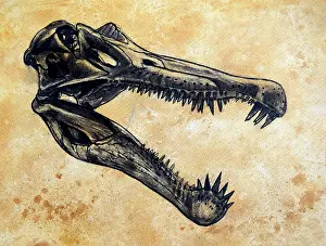 Textured: Spinosaurus dinosaur skull