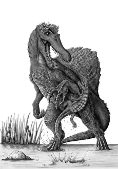 Rearing: Spinosaurus dinosaur surprised by an Anatosuchus
