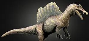 Claw: Spinosaurus dinosaur, side view