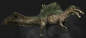 Claw: Spinosaurus dinosaur, side view on colored background