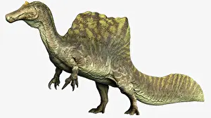 Claw: Spinosaurus dinosaur, side view on white background