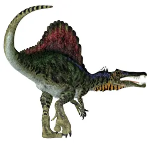 Spine: Spinosaurus dinosaur, white background