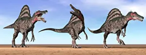 Spinosaurus: Three Spinosaurus dinosaurs standing in the desert