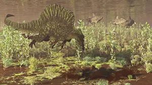 Hungry: Spinosaurus disturbing an Onchopristis from the