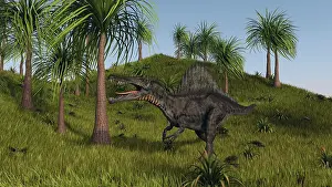 Spinosaurus: Spinosaurus hunting in an open field