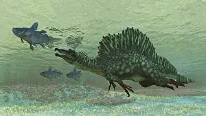Hungry: Spinosaurus preys on Mawsonia