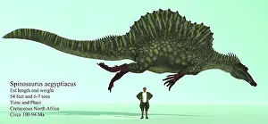 Spinosaurus: Spinosaurus in a swimming pose compared to a human