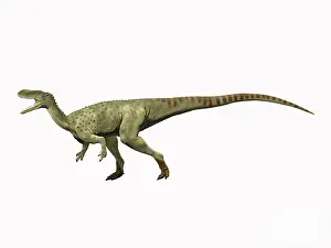 Ceratosaur: Spinostropheus gautieri, Middle Jurassic of Niger