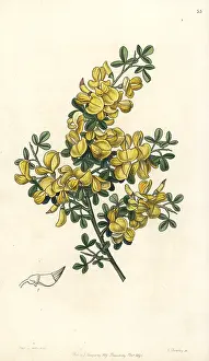 Spinosa: Spiny broom, Calicotome spinosa
