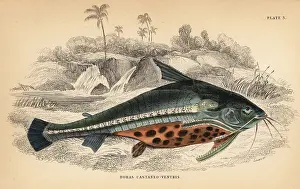 Schomburgk: Spiny catfish or bacu, Acanthodoras cataphractus