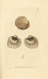 Conchology: Spiny cockle, Acanthocardia aculeata