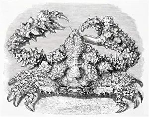 Horrida: A VERY SPINY CRAB
