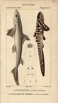 Squalus: Spiny dogfish, Squalus acanthias, and catshark
