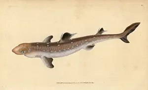 Squalus: Spiny dogfish, Squalus acanthias. Vulnerable