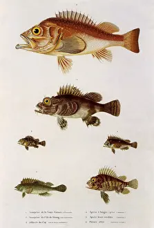 Spiny: Six Spiny Fish