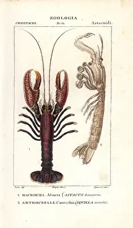 Mantis: Spiny lobster, Panulirus homarus, and mantis