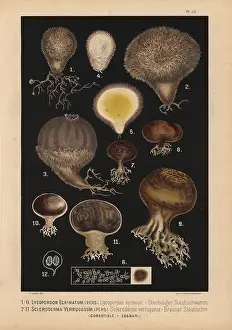 Krause: Spiny puffball, Lycoperdon echinatum, and earthball