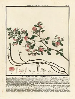 Plante De La France: Spiny restharrow, La bugrane des champs, Ononis spinosa