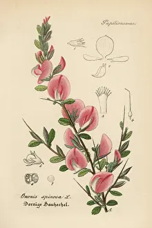 Spinosa: Spiny restharrow, Ononis spinosa