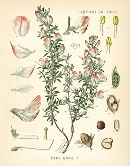 Spinosa: Spiny restharrow, Ononis spinosa