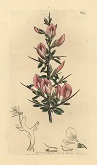 Spinosa: Spiny restharrow, Ononis spinosa subsp. hircina