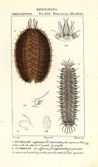 Segmented: Spiny scale worm and scaleworm
