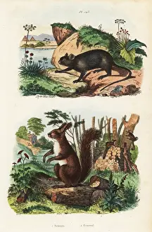 Ecureuil: Spiny tree-rat, Echimys chrysurus 1, and Eurasian