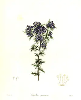 Spinosum: Spiny triptilion, Triptilion spinosum