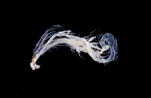 Parasitic: Spiracles & gut from Dermatobia hominis