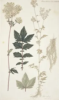 Spiraea: Spiraea sp