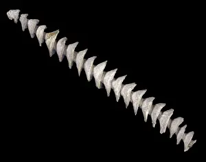 Alga: Spiral axis of Archimedes, bryozoan