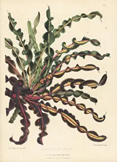 Kings Road: Spiral croton, Codiaeum variegatum var. spirale