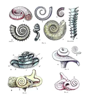 Correspondence: Spiral Forms in Nature